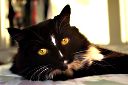 Sylvester, 1894–2006