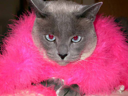 Ms. Lucie,  1971–2006