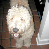 Cooper, the killer Labradoodle.