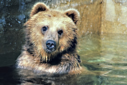 Does a Bear Shit in the Woods?