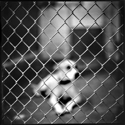 Pet-Rescue Underground Railroad Won't Leave a Dog Behind