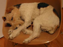 SAM: Art Critics Love Jerks Like Maurizio Cattelan