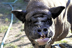 Pepperoni pizzas can turn a pigs frown upside down.