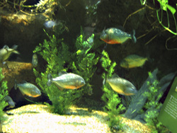 Piranha Feeding