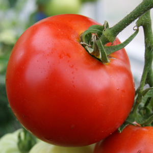 Tomatoes!