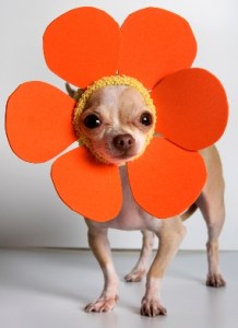 South Lake Union Block Party