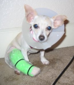 17th annual PAWS Walk