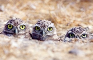 Paul Bannick: The Owl and the Woodpecker