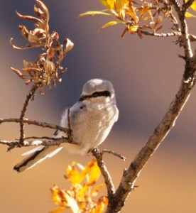 Arctic Wings: Miracle of Migration