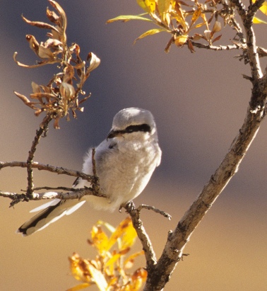Arctic Wings: Miracle of Migration