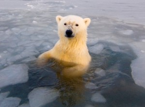 The Last Polar Bear