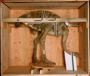 Richard Barnes: Animal Logic