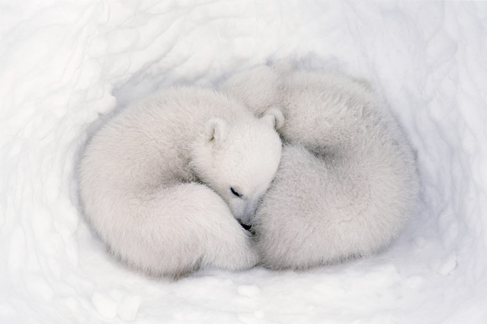 Aww! Who are your favorite Earth bears?