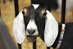 You will attend the fair.The goat commands you.