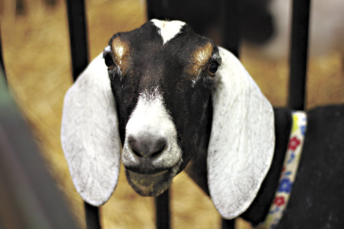 You will attend the fair.The goat commands you.