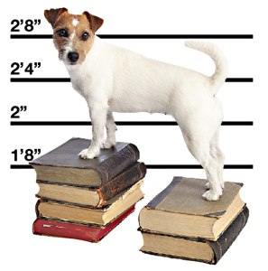 Inmates, a Dogs Best Friend