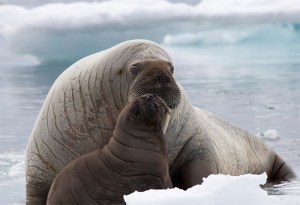 Who doesn't love a baby walrus?