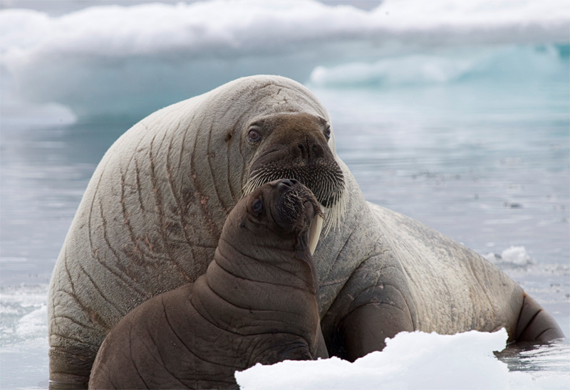 Who doesn't love a baby walrus?