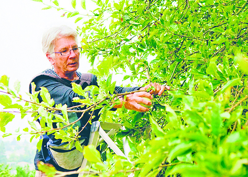 Savina sees Seattle as an urban orchard.
