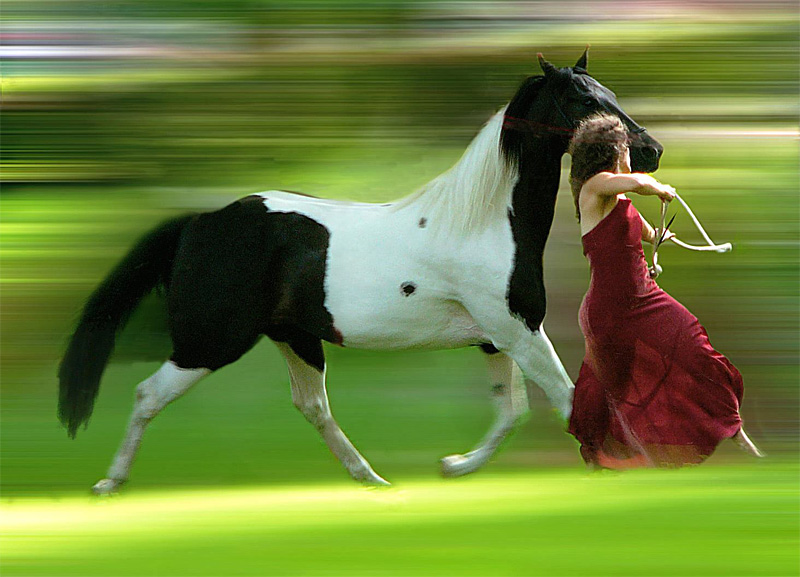 Equine art on Vashon Island.