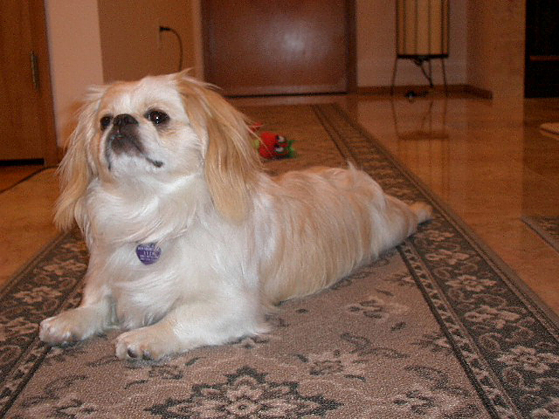 Trali, the now-deceased flower-lover.