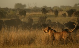 Yes, more lions, please.