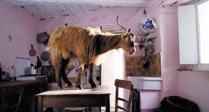 One of the film's four-legged stars.