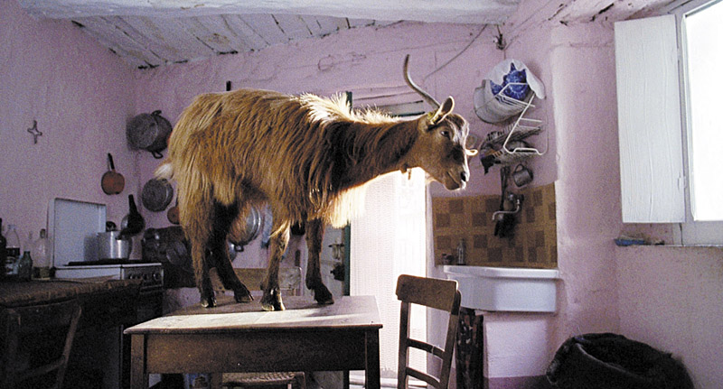 One of the film's four-legged stars.