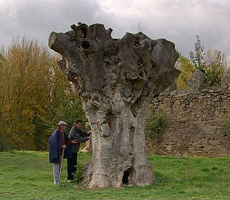 Two old villagers study a likewise depleted tree.