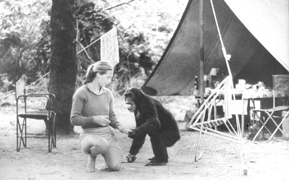 Goodall in Tanzania during the '60s.