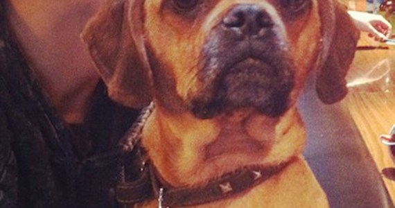 The world's cutest dog. Or Capitol Hill's, anyway.