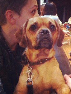 The world's cutest dog. Or Capitol Hill's, anyway.