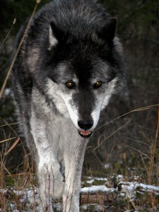 You tell Koani to get off the couch.