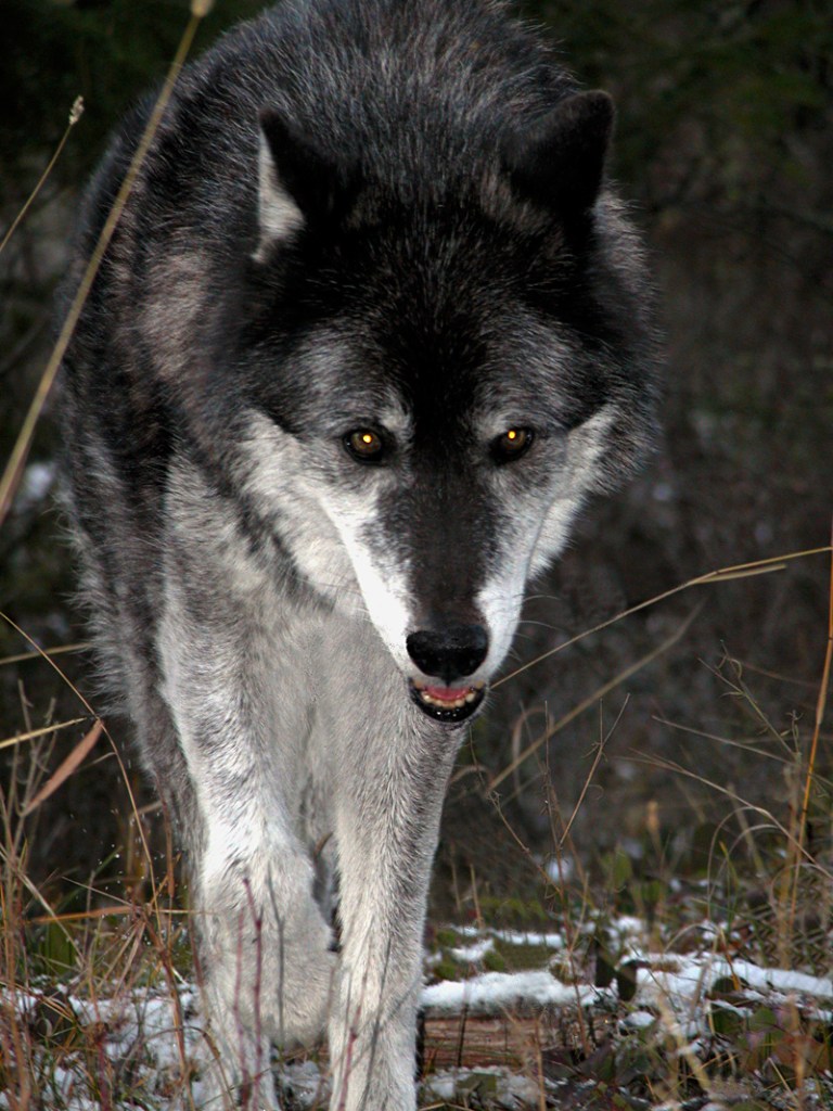 You tell Koani to get off the couch.
