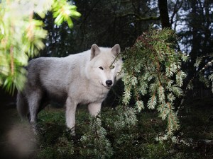 Musselman's Spruce in the Trees, at Photolust.