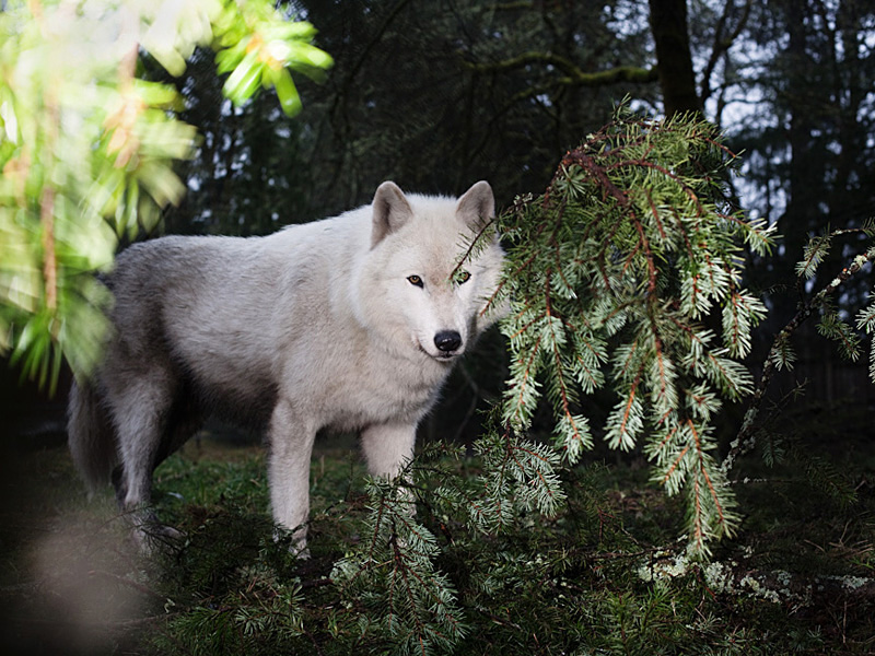 Musselman's Spruce in the Trees, at Photolust.