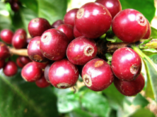 Starting April 1st, Library.Study.Lounge, the bar at Madison Park Conservatory, will be