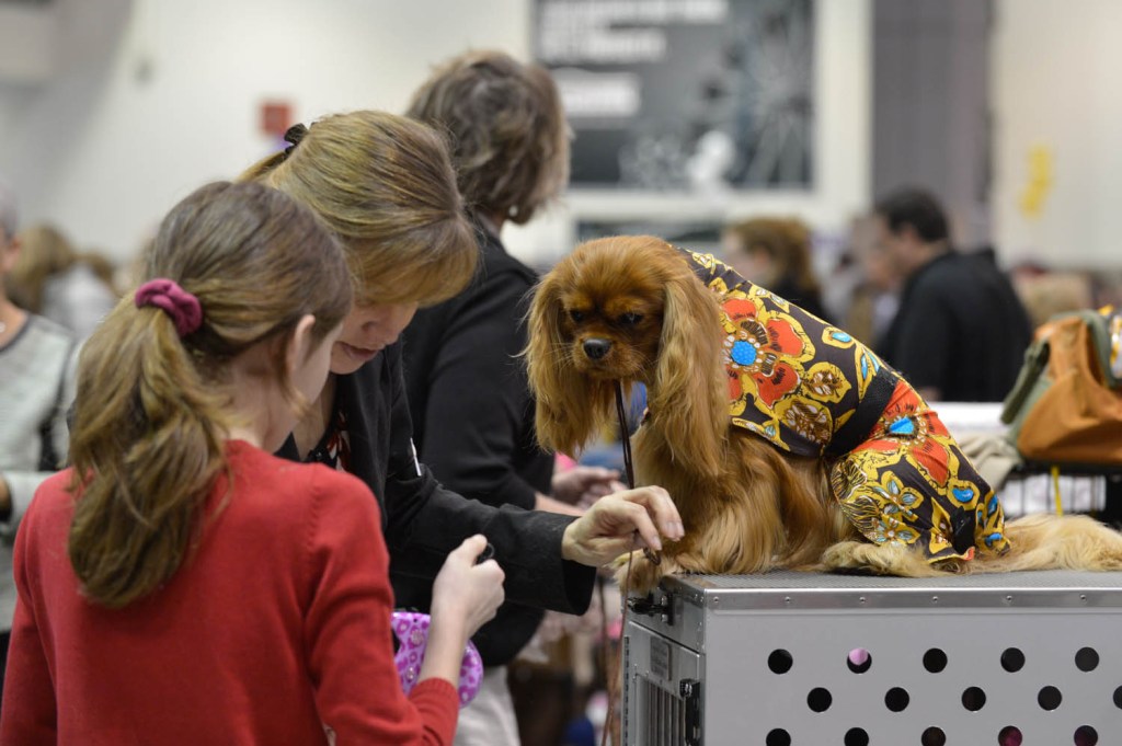 The Seattle Kennel Club, Inc. Dog Show celebrated its 75th year this