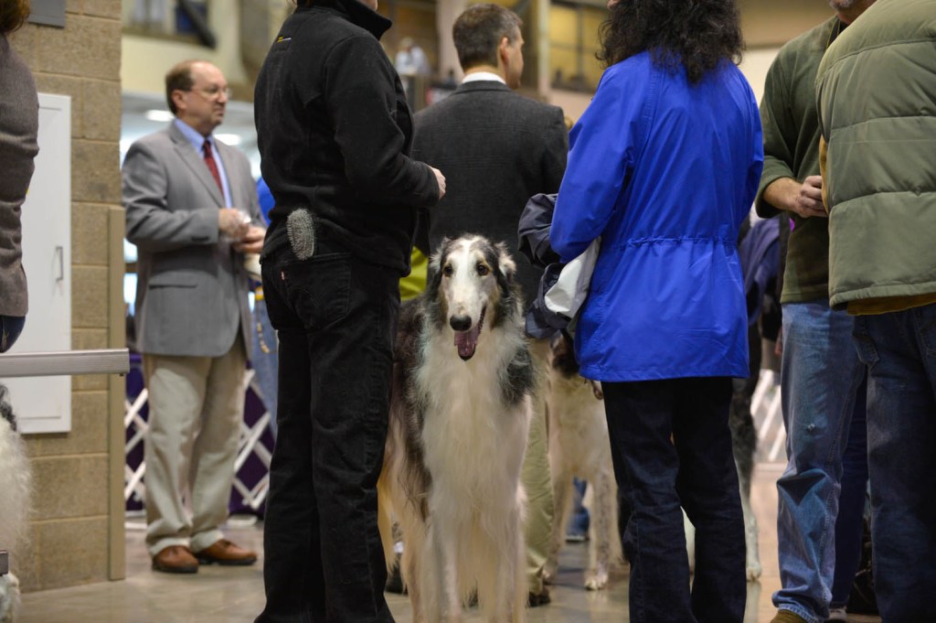 The Seattle Kennel Club, Inc. Dog Show celebrated its 75th year this