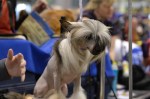 The Seattle Kennel Club, Inc. Dog Show celebrated its 75th year this