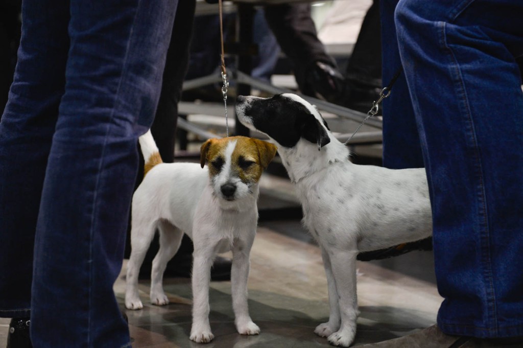 The Seattle Kennel Club, Inc. Dog Show celebrated its 75th year this