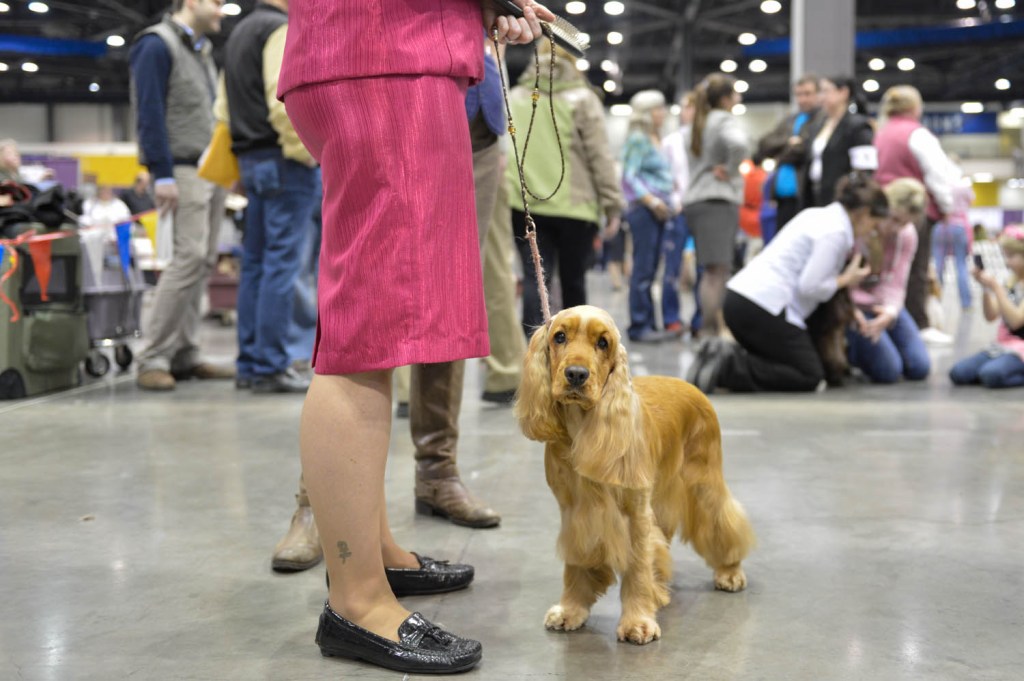 The Seattle Kennel Club, Inc. Dog Show celebrated its 75th year this