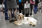 The Seattle Kennel Club, Inc. Dog Show celebrated its 75th year this