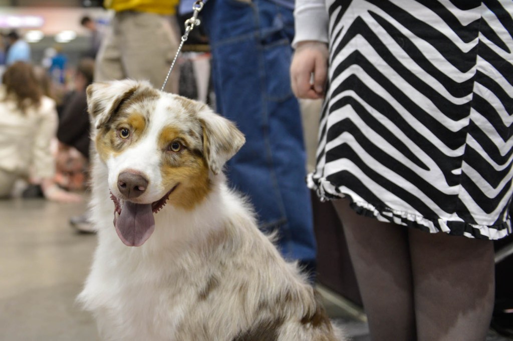 The Seattle Kennel Club, Inc. Dog Show celebrated its 75th year this