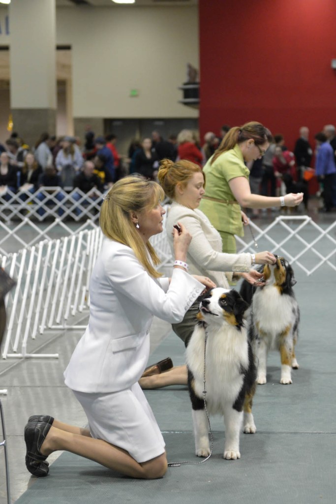The Seattle Kennel Club, Inc. Dog Show celebrated its 75th year this
