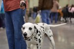 The Seattle Kennel Club, Inc. Dog Show celebrated its 75th year this