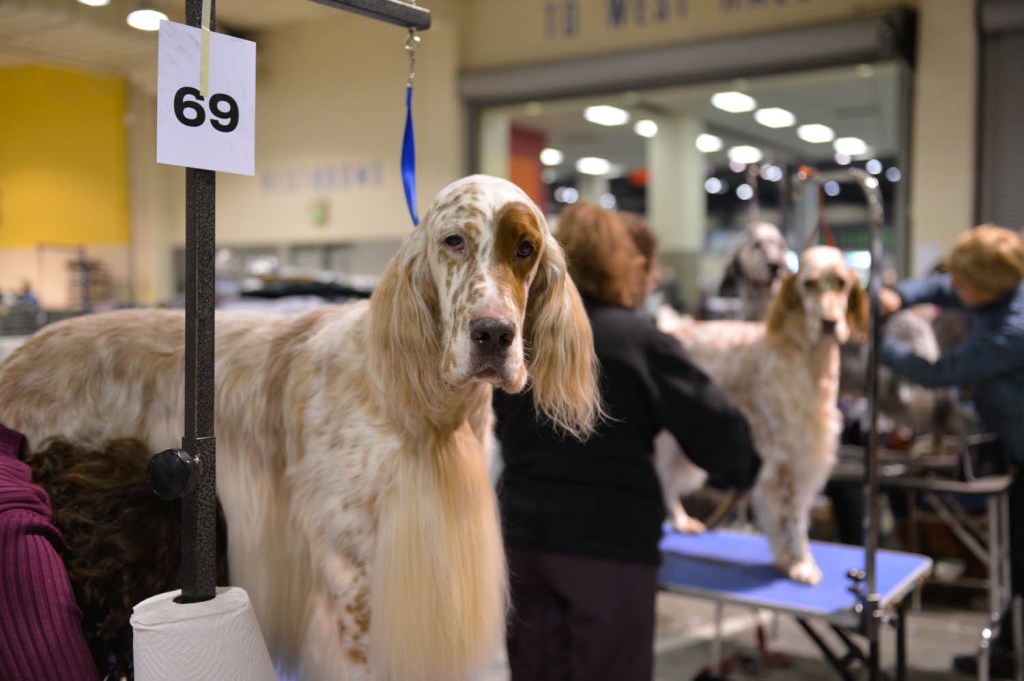 The Seattle Kennel Club, Inc. Dog Show celebrated its 75th year this
