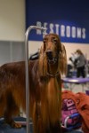 The Seattle Kennel Club, Inc. Dog Show celebrated its 75th year this