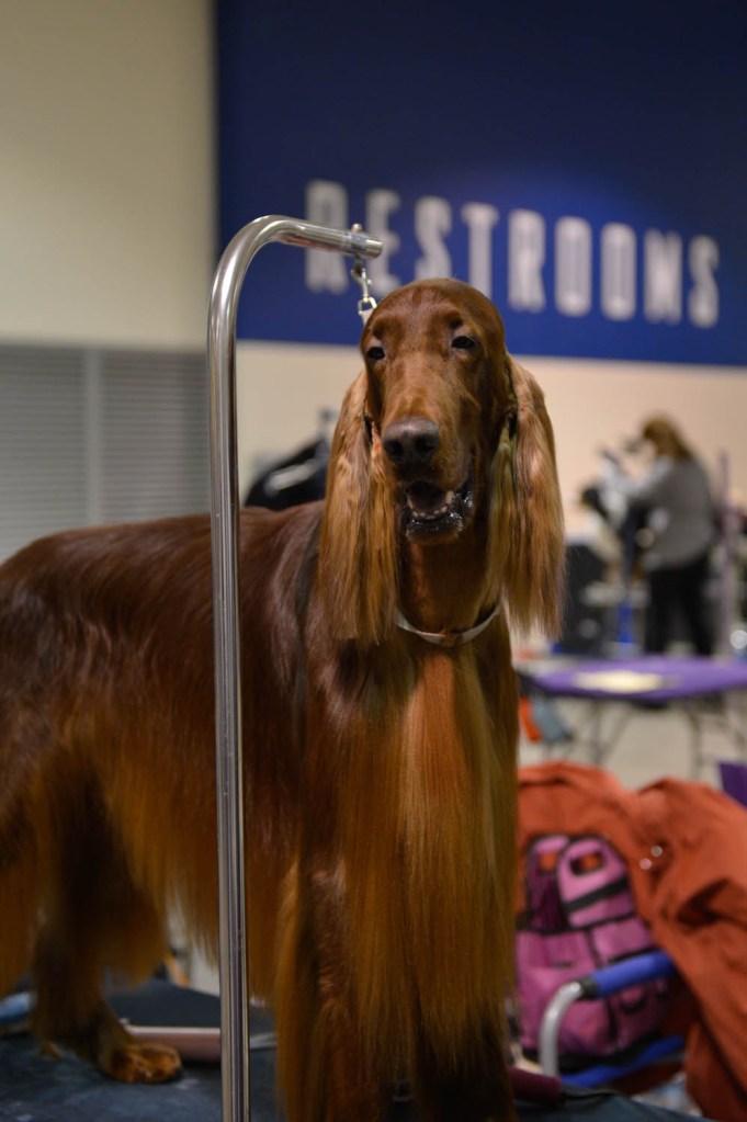 The Seattle Kennel Club, Inc. Dog Show celebrated its 75th year this