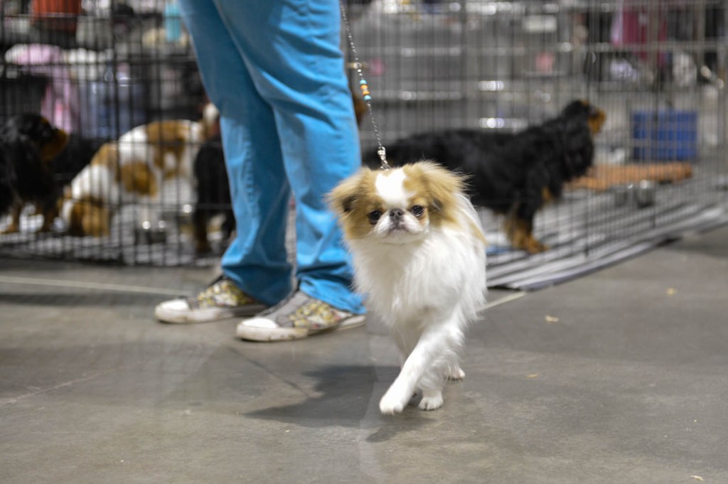 The Seattle Kennel Club, Inc. Dog Show celebrated its 75th year this